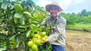 Chanh không hạt, chua nhưng 'giá ngọt'