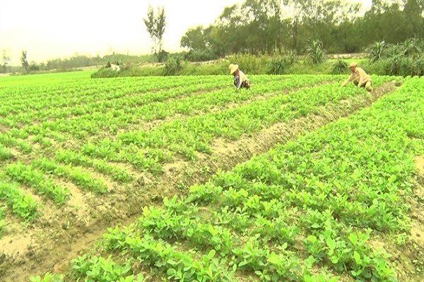 Cây lạc cần pH từ 5,5 - 7,0 và có hàm lượng canxi, magiê từ trung bình trở lên.