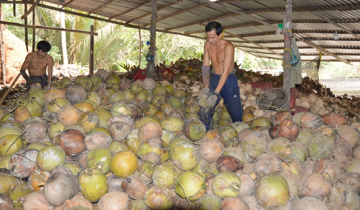 Bến Tre phát triển bền vững giá trị cây dừa