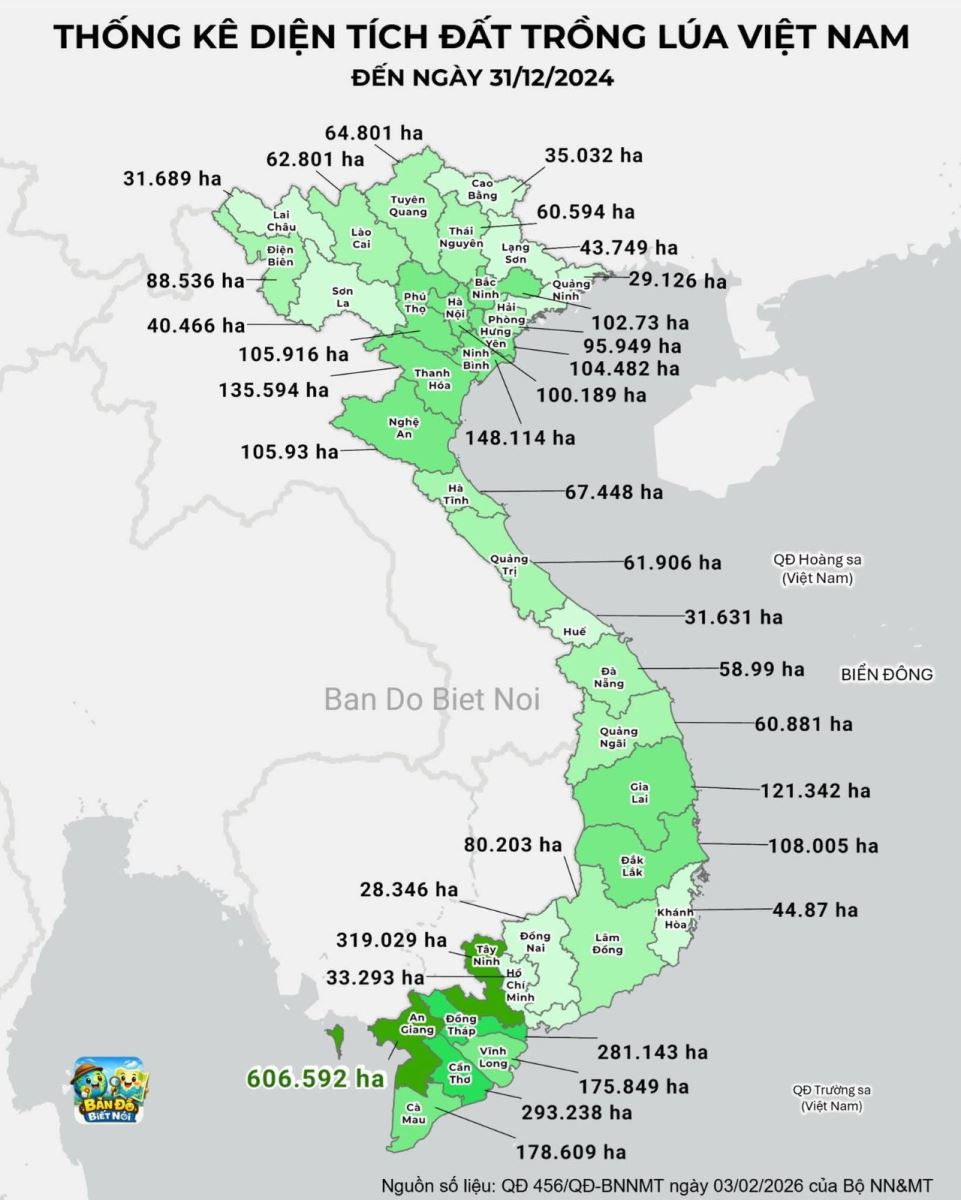 Thống Kê Diện Tích Đất Trồng Lúa Việt Nam Đến 31/12/2024