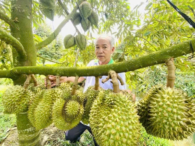 Sầu riêng 'vượt khủng hoảng' và cú vươn mình 4 tỷ USD